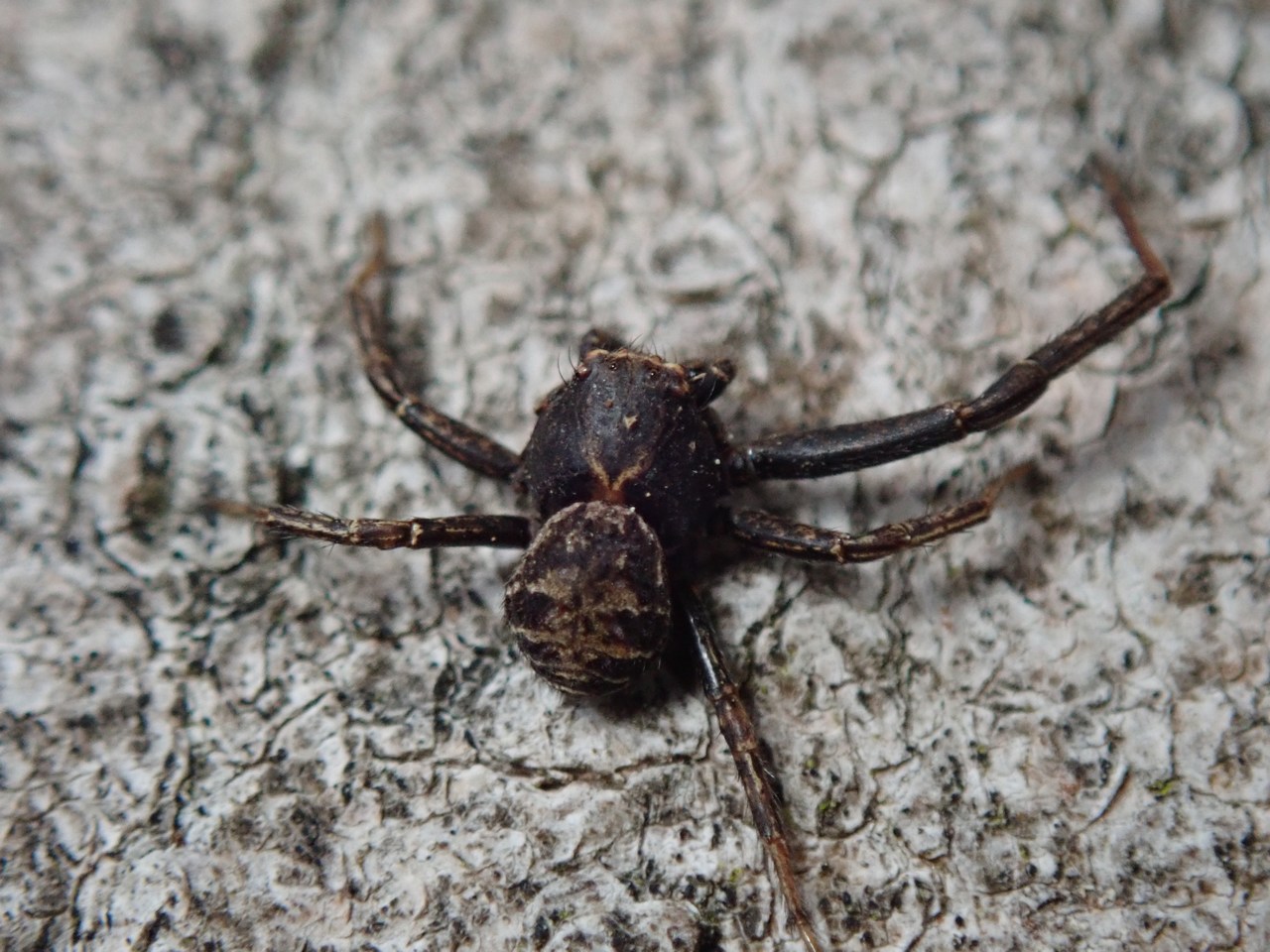 Bassaniodes sp Bassaniodes sp